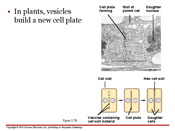  • In plants, vesicles build a new cell plate Cell plate forming Wall