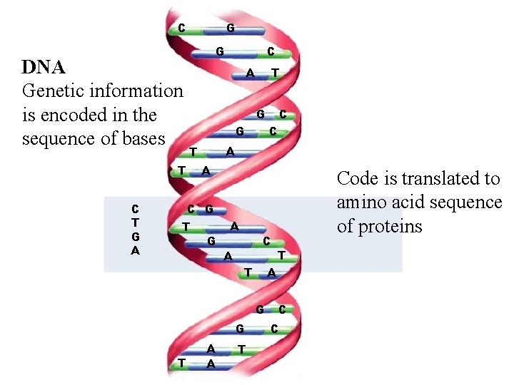 C DNA Genetic information is encoded in the sequence of bases G G A
