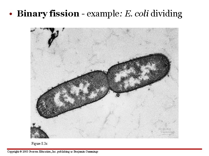  • Binary fission - example: E. coli dividing Figure 8. 3 x Copyright