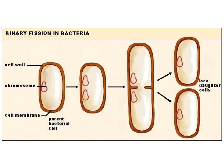 BINARY FISSION IN BACTERIA cell wall two daughter cells chromosome cell membrane parent bacterial