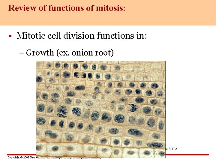 Review of functions of mitosis: • Mitotic cell division functions in: – Growth (ex.
