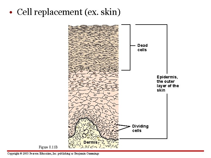  • Cell replacement (ex. skin) Dead cells Epidermis, the outer layer of the