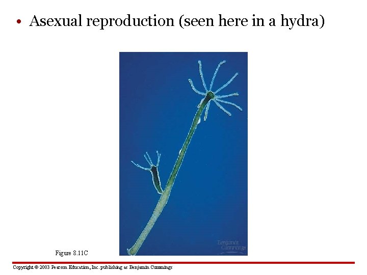  • Asexual reproduction (seen here in a hydra) Figure 8. 11 C Copyright