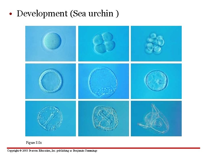  • Development (Sea urchin ) Figure 8. 0 x Copyright © 2003 Pearson