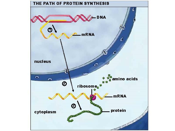 THE PATH OF PROTEIN SYNTHESIS DNA 1 m. RNA nucleus amino acids 2 ribosome