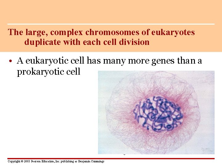 The large, complex chromosomes of eukaryotes duplicate with each cell division • A eukaryotic