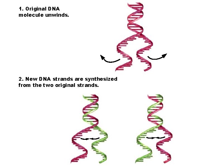1. Original DNA molecule unwinds. 2. New DNA strands are synthesized from the two
