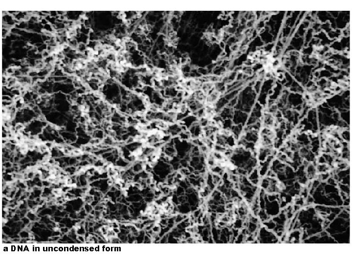 a DNA in uncondensed form 