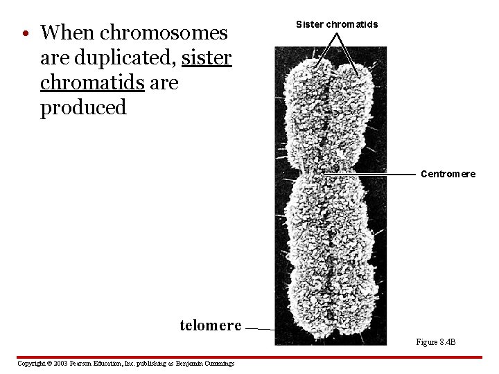  • When chromosomes are duplicated, sister chromatids are produced Sister chromatids Centromere telomere