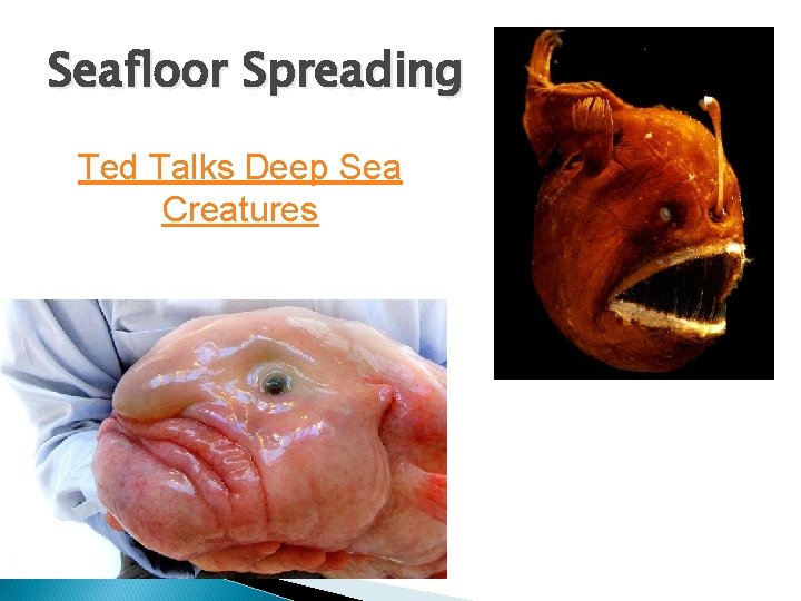 Seafloor Spreading Ted Talks Deep Sea Creatures 