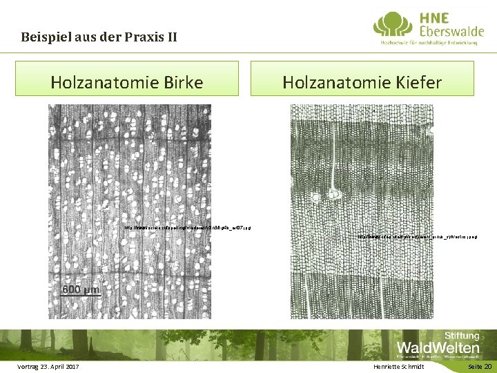 Beispiel aus der Praxis II Holzanatomie Birke Holzanatomie Kiefer http: //www. scielo. cl/fbpe/img/maderas/v 8
