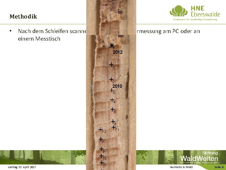 Methodik • Nach dem Schleifen scannen der Kerne und Vermessung am PC oder an