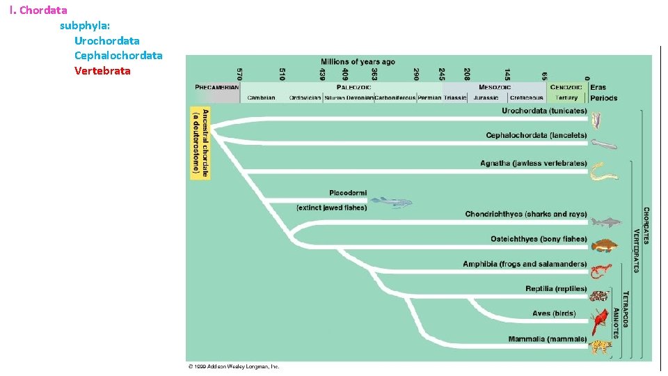 l. Chordata subphyla: Urochordata Cephalochordata Vertebrata 