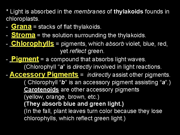 * Light is absorbed in the membranes of thylakoids founds in chloroplasts. - Grana