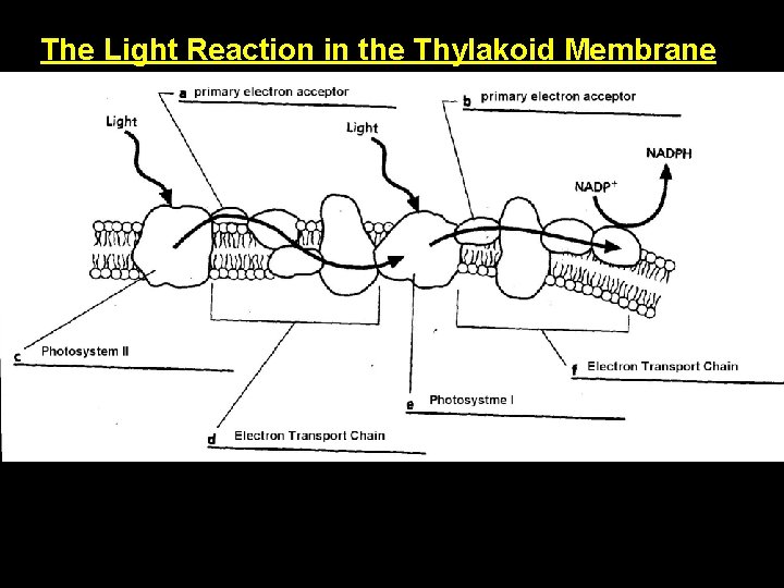 The Light Reaction in the Thylakoid Membrane 