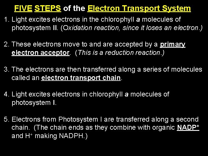 FIVE STEPS of the Electron Transport System 1. Light excites electrons in the chlorophyll