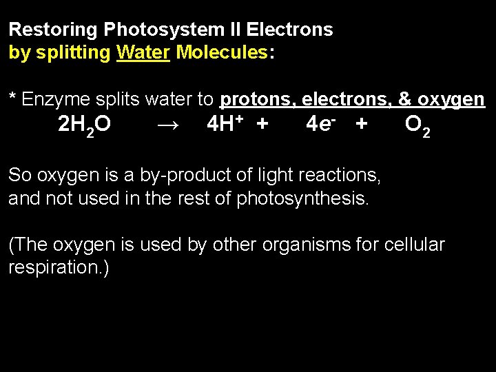 Restoring Photosystem II Electrons by splitting Water Molecules: * Enzyme splits water to protons,