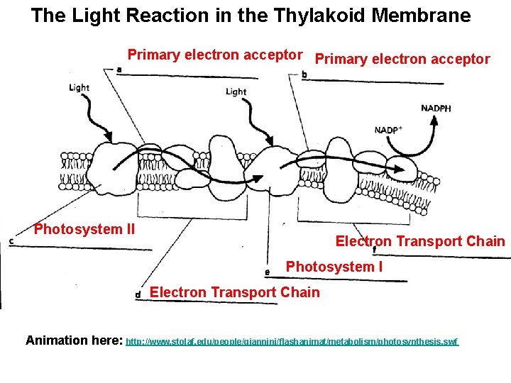 The Light Reaction in the Thylakoid Membrane Primary electron acceptor Photosystem II Electron Transport