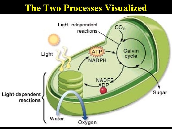 The Two Processes Visualized 