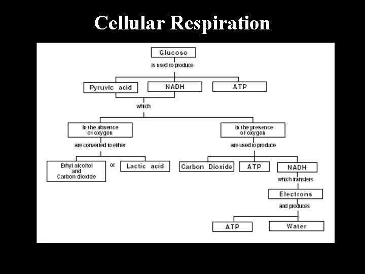 Cellular Respiration 