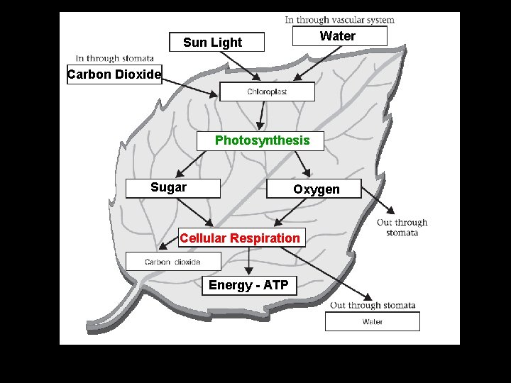 Water Sun Light Carbon Dioxide Photosynthesis Sugar Oxygen Cellular Respiration Energy - ATP 