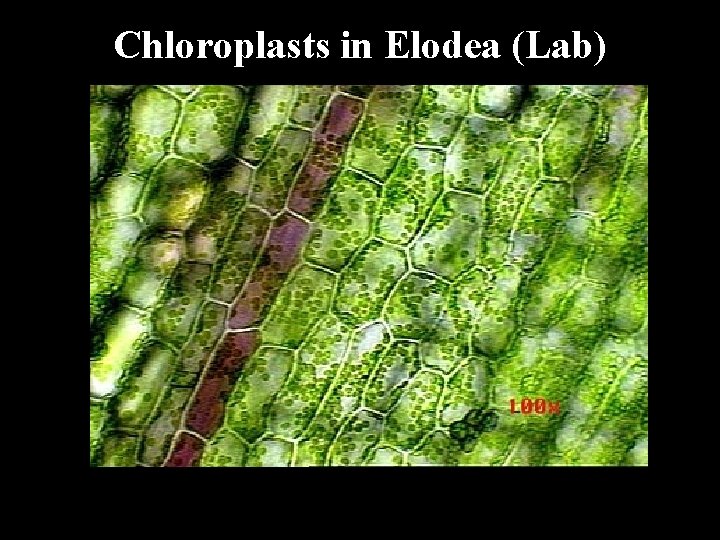 Chloroplasts in Elodea (Lab) 
