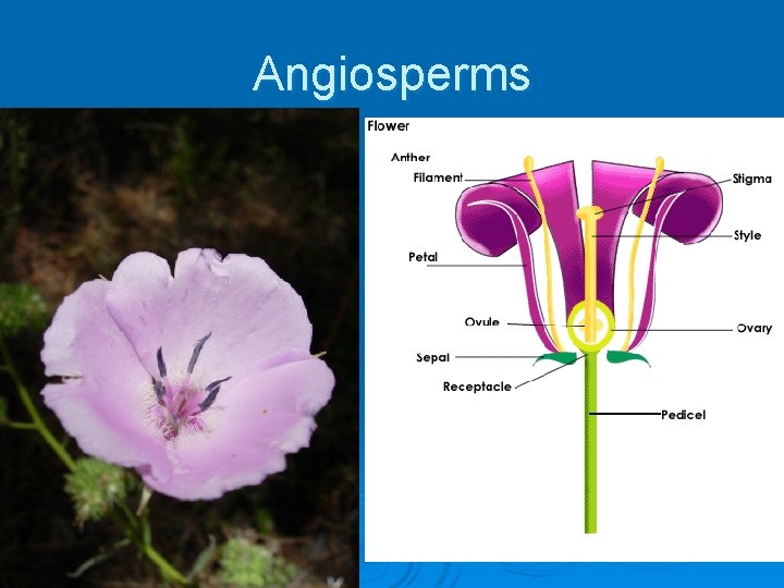 Angiosperms 