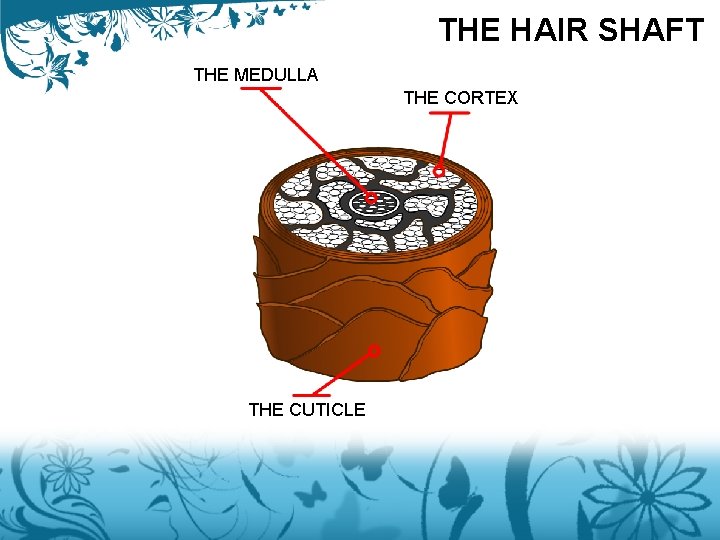 THE HAIR SHAFT THE MEDULLA THE CORTEX THE CUTICLE 