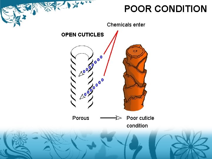 POOR CONDITION Chemicals enter OPEN CUTICLES Porous Poor cuticle condition 