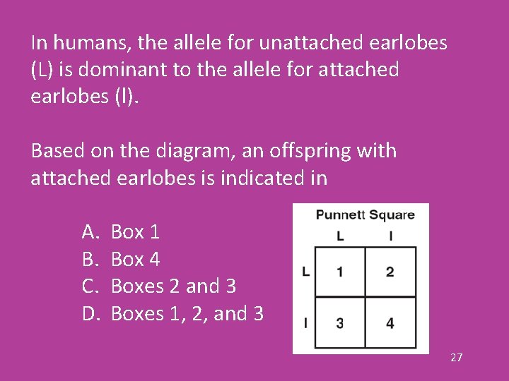 In humans, the allele for unattached earlobes (L) is dominant to the allele for