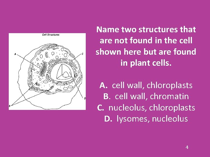 Name two structures that are not found in the cell shown here but are