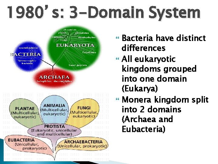 1980’s: 3 -Domain System Bacteria have distinct differences All eukaryotic kingdoms grouped into one