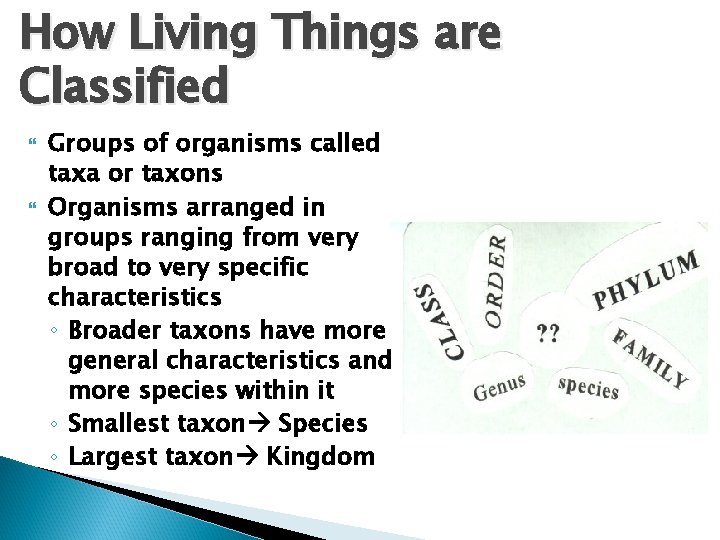 How Living Things are Classified Groups of organisms called taxa or taxons Organisms arranged