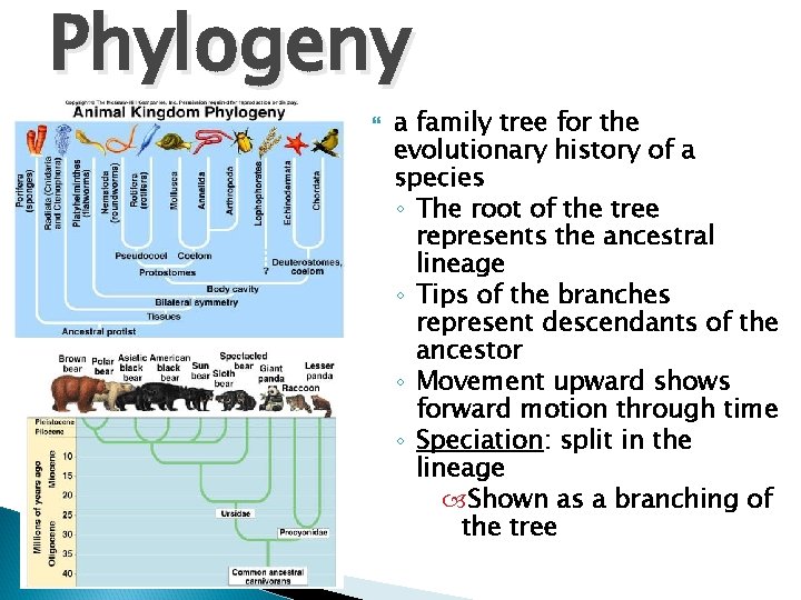 Phylogeny a family tree for the evolutionary history of a species ◦ The root