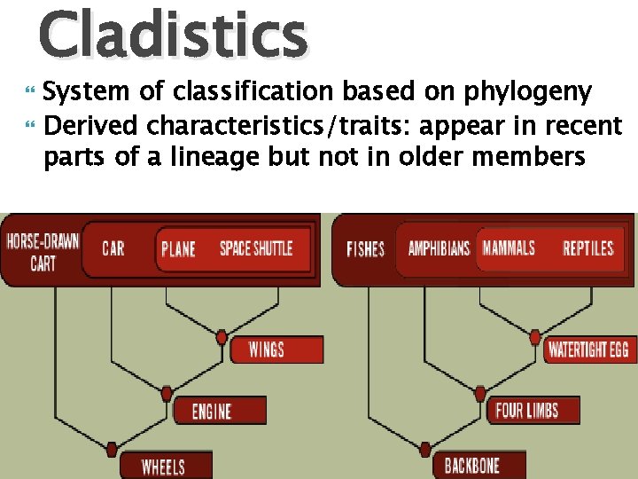  Cladistics System of classification based on phylogeny Derived characteristics/traits: appear in recent parts