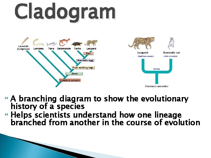 Cladogram A branching diagram to show the evolutionary history of a species Helps scientists