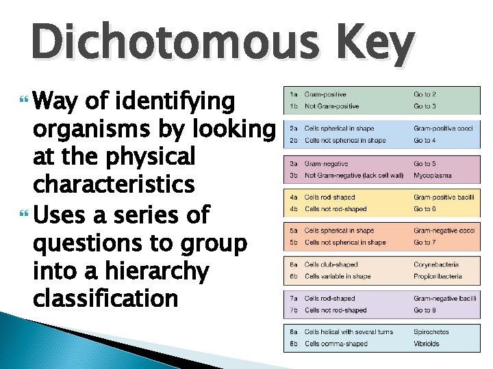 Dichotomous Key Way of identifying organisms by looking at the physical characteristics Uses a