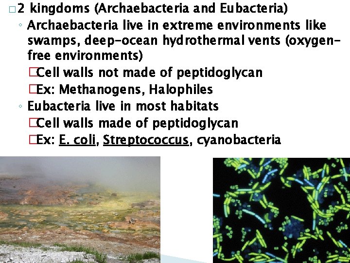� 2 kingdoms (Archaebacteria and Eubacteria) ◦ Archaebacteria live in extreme environments like swamps,