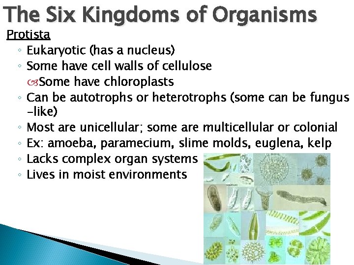 The Six Kingdoms of Organisms Protista ◦ Eukaryotic (has a nucleus) ◦ Some have