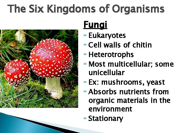 The Six Kingdoms of Organisms Fungi Eukaryotes Cell walls of chitin Heterotrophs Most multicellular;