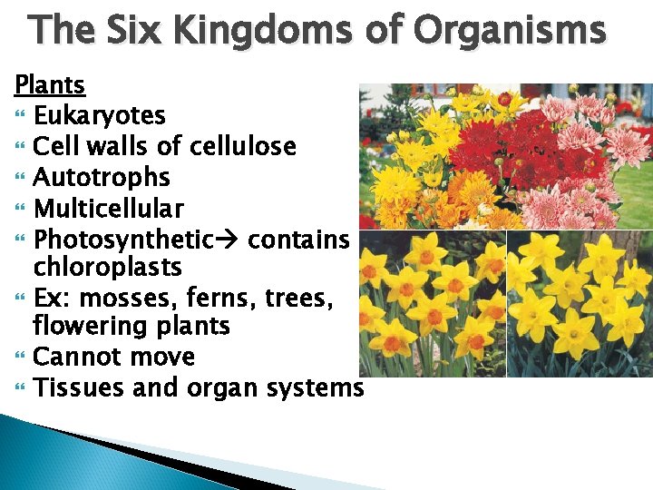 The Six Kingdoms of Organisms Plants Eukaryotes Cell walls of cellulose Autotrophs Multicellular Photosynthetic