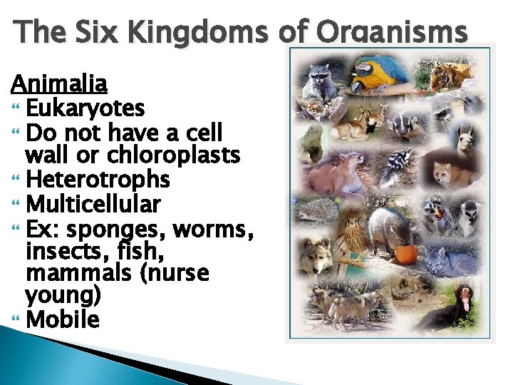The Six Kingdoms of Organisms Animalia Eukaryotes Do not have a cell wall or