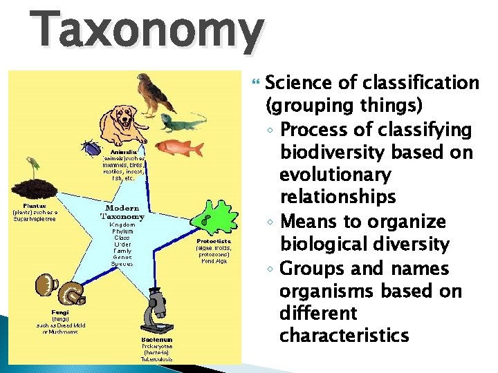 Taxonomy Science of classification (grouping things) ◦ Process of classifying biodiversity based on evolutionary