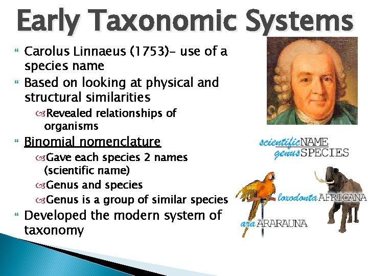 Early Taxonomic Systems Carolus Linnaeus (1753)- use of a species name Based on looking