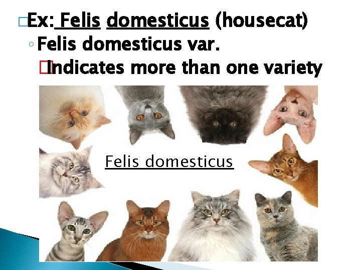 �Ex: Felis domesticus (housecat) ◦ Felis domesticus var. � Indicates more than one variety