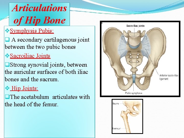 Articulations of Hip Bone v. Symphysis Pubis: q A secondary cartilagenous joint between the Articulations of Hip Bone v. Symphysis Pubis: q A secondary cartilagenous joint between the