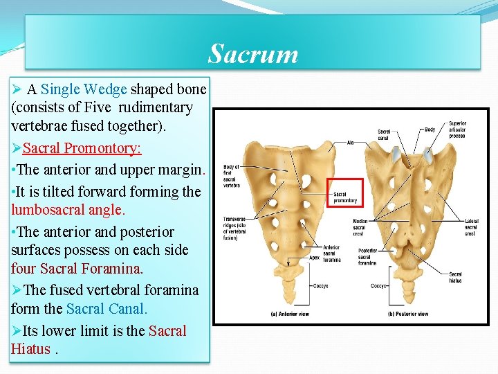 Sacrum Ø A Single Wedge shaped bone (consists of Five rudimentary vertebrae fused together). Sacrum Ø A Single Wedge shaped bone (consists of Five rudimentary vertebrae fused together).