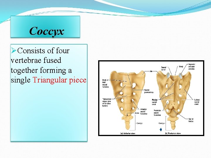 Coccyx ØConsists of four vertebrae fused together forming a single Triangular piece Coccyx ØConsists of four vertebrae fused together forming a single Triangular piece