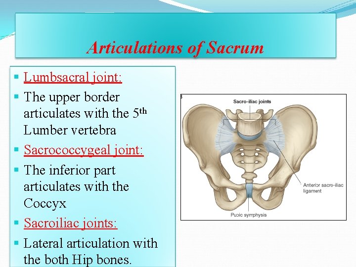 Articulations of Sacrum § Lumbsacral joint: § The upper border articulates with the 5 Articulations of Sacrum § Lumbsacral joint: § The upper border articulates with the 5