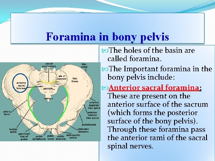 Foramina in bony pelvis The holes of the basin are called foramina. The Important Foramina in bony pelvis The holes of the basin are called foramina. The Important